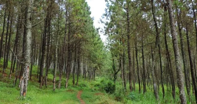Hutan pinus dataran tinggi dengan jalur terbuka, jenis medan yang dipakai untuk paintball hutan dan team building lapangan
